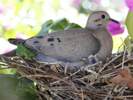১. বাড়িতে যেন পায়রার বাসা না থাকে: