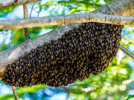 ২. মৌমাছির চাক: