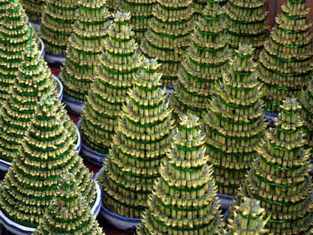 ৫. বাঁশ গাছ: