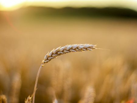 ১. যব বা বার্লি: