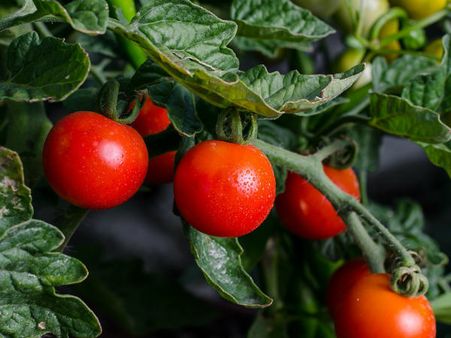 ১. টমাটো: