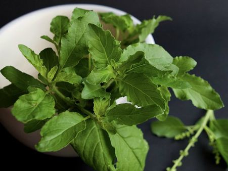 ১. তুলসি গাছ শুকিয়ে যেতে শুরু করলে: