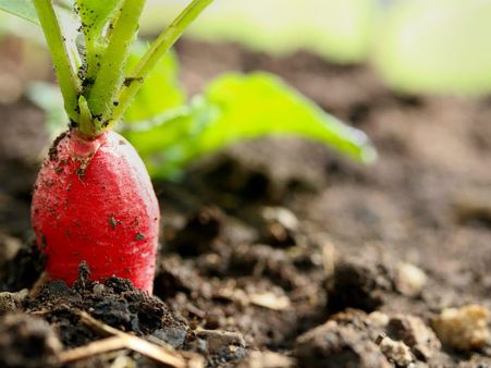 ১. মুলো: