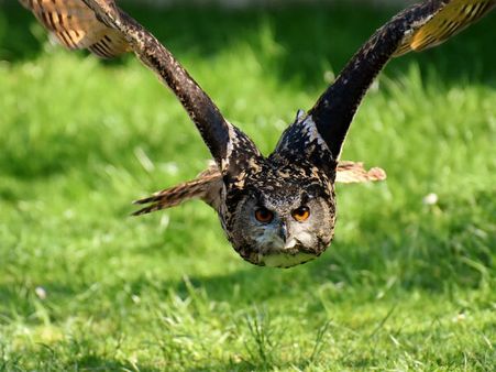 ১. পেঁচার স্বপ্ন দেখা: