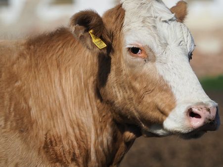 ২. গরুর ঘাস খাওয়া: