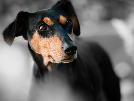 ২. কুকুরের কান্না: