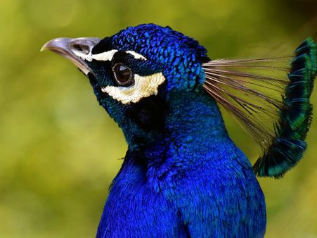 ২. শনির দোষ কাটে: