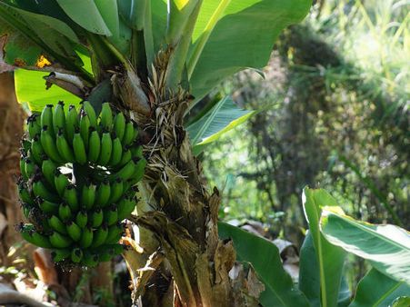 ২. গুরুর প্রবেশ ঘটে: