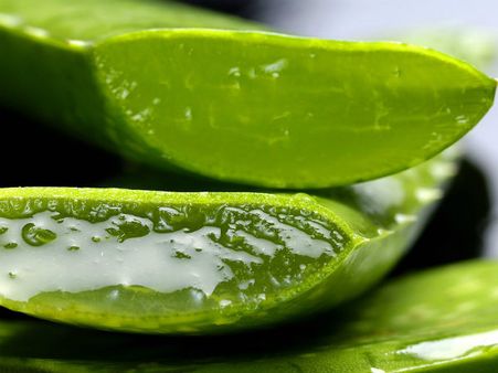 ২. অ্যালো ভেরা: