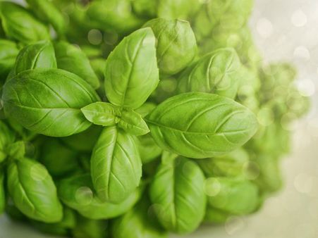 ২. তুলসি গাছ মারা গেলে: