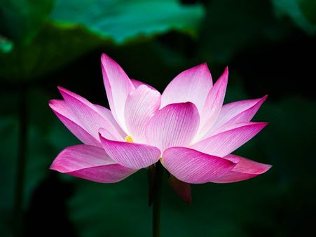 ২. পদ্ম ফুলের বীজ: