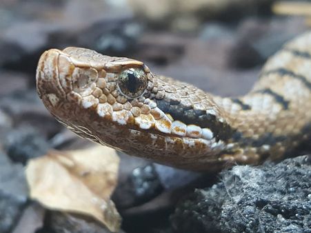 ৩. রুপালি সাপ: