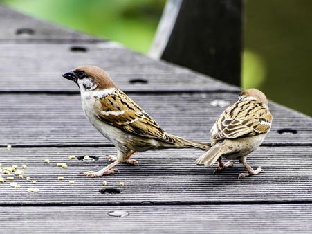 ৩. বাড়ির কোনে চড়াইয়ের বাসা: