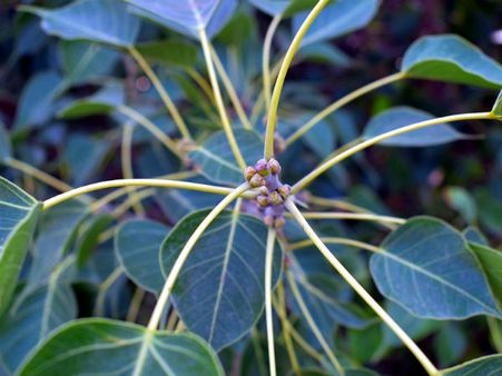 ৩. অশ্বত্থ গাছের পাতা: