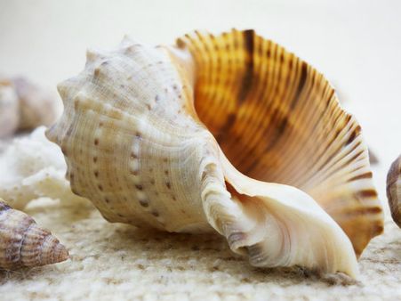 ৪. ভুলেও বাড়িতে শঙ্খনি রাখবেন না যেন! 