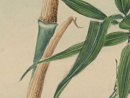 ৪. বাঁশ গাছের ছবি: