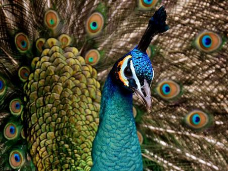 ৪. ময়ূরের হাতছানি: