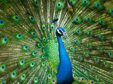 ৪. নাচতে থাকা ময়ূর: