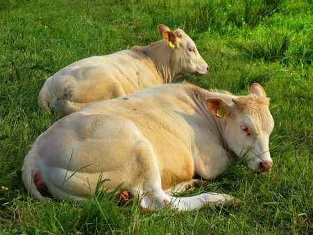 ৪. গরুর সঙ্গে দেখা হওয়া: