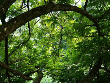 ৫. ঘন জঙ্গল: