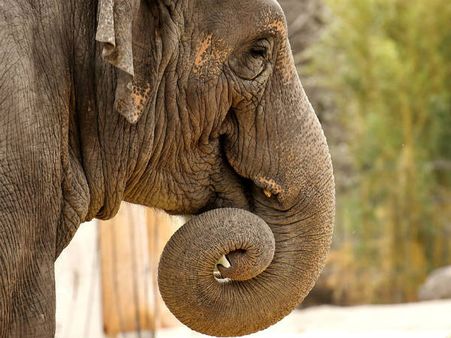 ৫. হাতি মেরে সাথি: