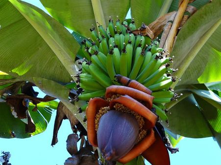 ৫.মাঙ্গলিক দোষ কেটে যায়: