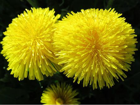 ৬. গাঁদা ফুলের মালা: