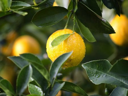 ৬. লেবুর রস এবং চিনি: