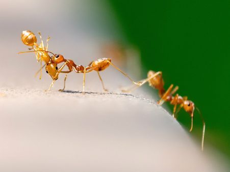 ৭. পিঁপড়ে: 