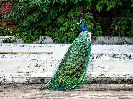 ৭. রোগ-ব্যাধিকে দূরে রাখে: