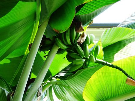 ৭. বাড়ির মঙ্গল হয়: