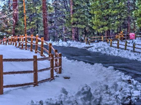 ৮. পাইন গাছের ছবি: