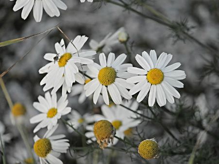 ৯. ক্যামোমিল: