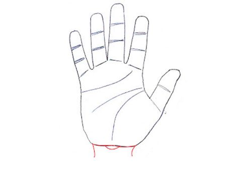 ২. কবজির রেখা: