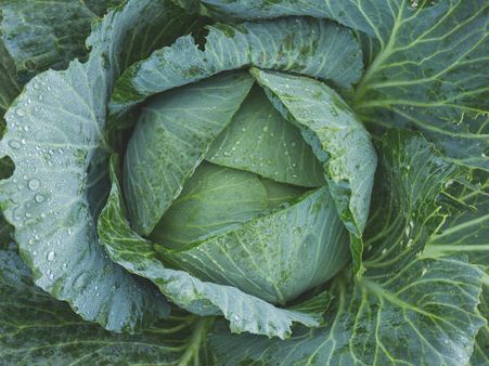 ১. বাঁধাকোপি: