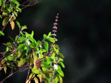 ৪. গণেশ ঠাকুরের পুজোয় তুলসি পাতা ব্যবহার করবেন না: