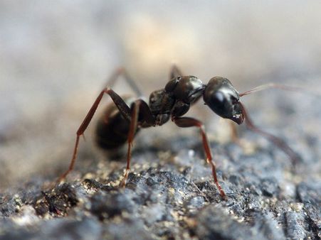 ২. পিঁপড়ের আক্রমণ: