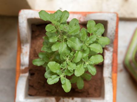 ২. তুলসি গাছের পেস্ট: