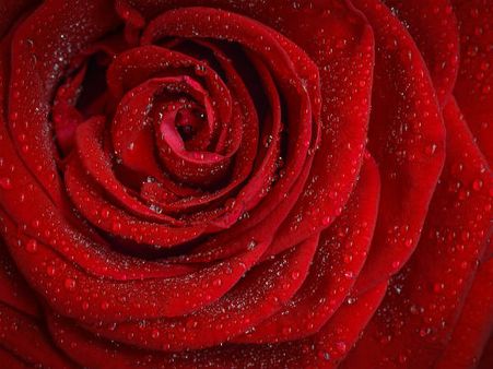 ৩. গোলাপ ফুল: