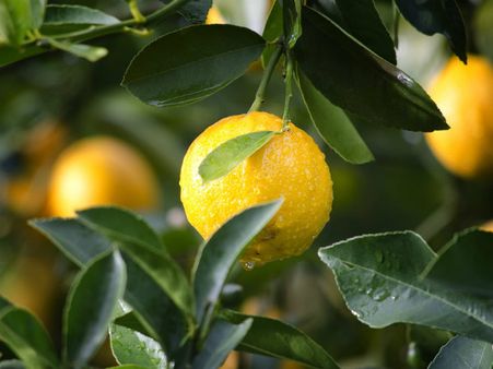 ৪. টিবি রোগের চিকিৎসায় কাজে আসে: