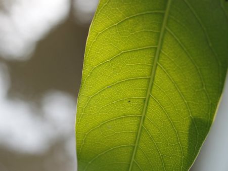 ৪. রক্তচাপকে নিয়ন্ত্রণে রাখে: