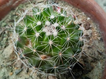 ৪. ক্যাকটাস গাছ: