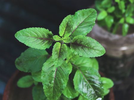 ৪. ভুলেও তুলসি পাতা নিবেদন করা চলবে না: 