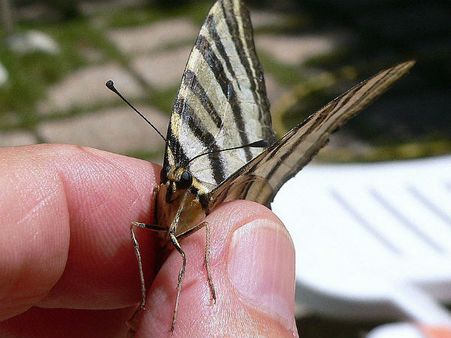 ৬. বুড়ো আঙুলে ছোপ থাকলে: