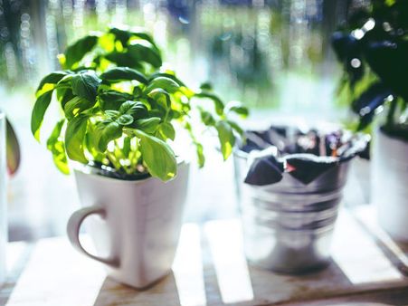 ৭. তুলসি পাতা: 