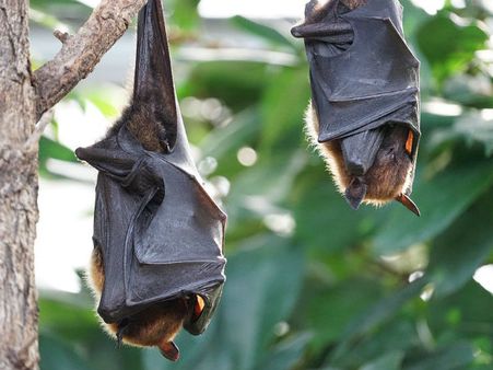 ১. বাদুড়: