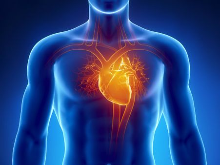 ৭. হার্টের ক্ষমতা বাড়ে: