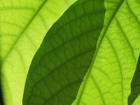 ৮. শ্বাসকষ্টের প্রকোপ কমায়: