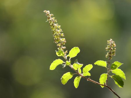 ২. শিব ঠাকুরের পুজো করারা সময় ভুলেও তুলসি পাতা নিবেদন করবেন না যেন! 