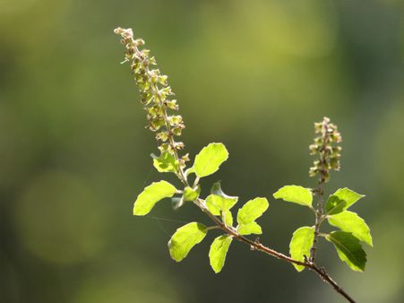 ১.তুলসি পাতা এবং হলুদ: